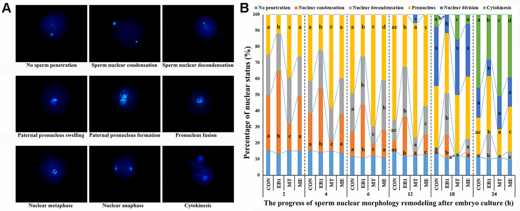 Effect of melatonin on nuclear remodeling in EB1-exposed embryos during the first cell cycle. (A) embryo nuclear morphology (× 400). (B) the percentages of embryo nuclear status. CON, the control group. EB1, embryos treated with EB1. MT, embryos treated with melatonin. ME, embryos treated with both melatonin and EB1. a-dPercentages for a given group in columns with different superscripts differ significantly (p 