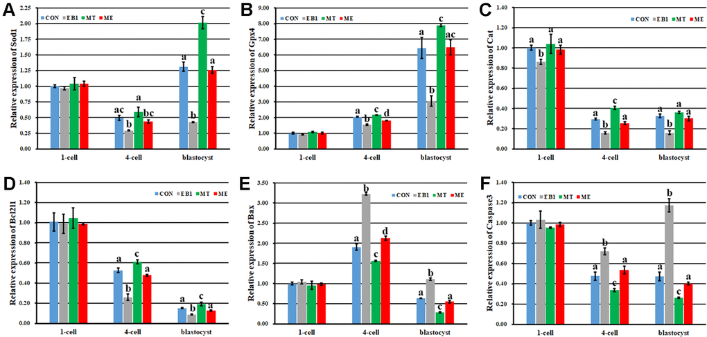 Effect of melatonin on the expression of antioxidant and apoptosis related genes during the development of EB1-exposed embryos. (A–F) relative expression levels of Sod1, Gpx4, Cat, Bcl2l1, Bax and Caspase3, respectively. CON, the control group. EB1, embryos treated with EB1. MT, embryos treated with melatonin. ME, embryos treated with both melatonin and EB1. a-dValues for a given group in columns with different superscripts differ significantly (p 