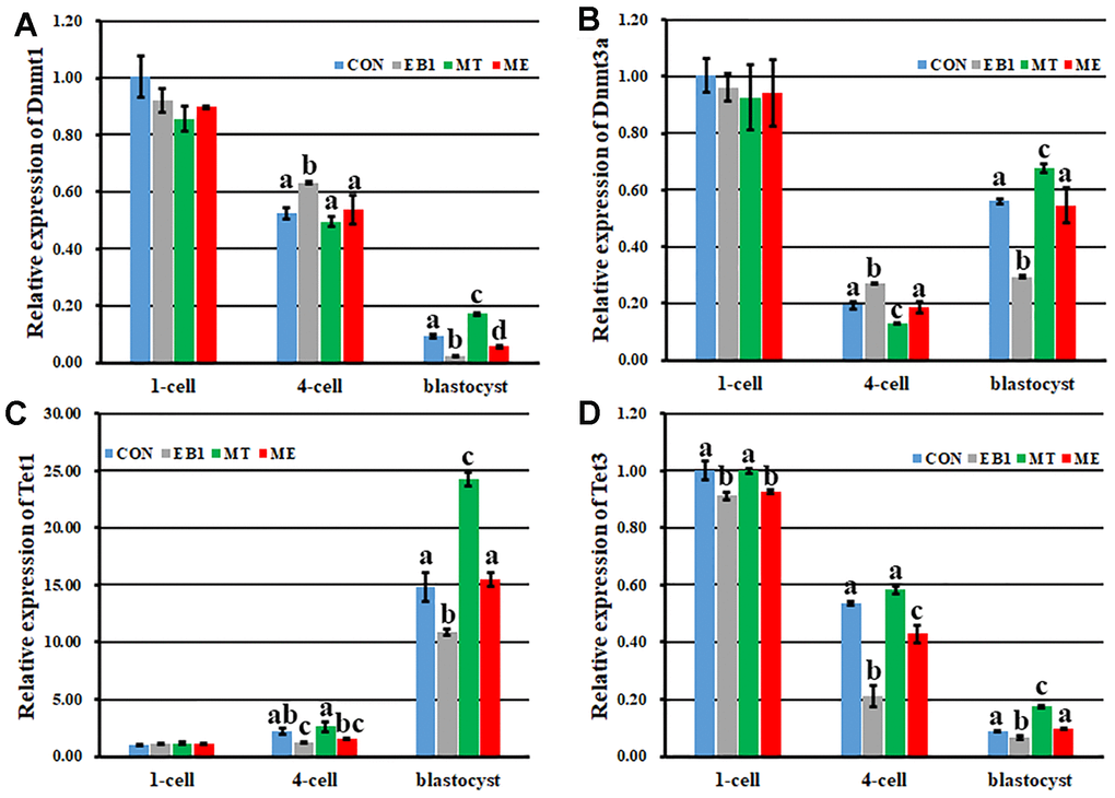Effect of melatonin on the expression of DNA methylation reprogramming related genes during the development of EB1-exposed embryos. (A–D) relative expression levels of Dnmt1, Dnmt3a, Tet1 and Tet3, respectively. CON, the control group. EB1, embryos treated with EB1. MT, embryos treated with melatonin. ME, embryos treated with both melatonin and EB1. a-dValues for a given group in columns with different superscripts differ significantly (p 