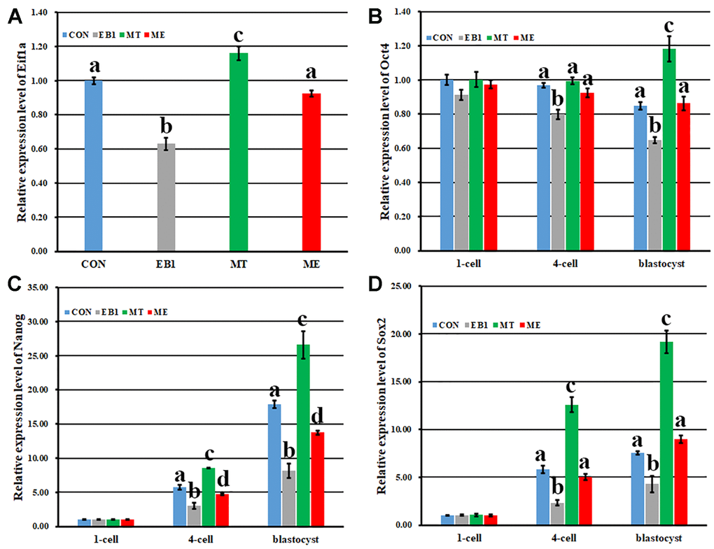 Effect of melatonin on the expression of zygote genome activation and pluripotency related genes in EB1-exposed embryos. (A–D) relative expression levels of Eifla, Oct4, Nanog and Sox2, respectively. CON, the control group. EB1, embryos treated with EB1. MT, embryos treated with melatonin. ME, embryos treated with both melatonin and EB1. a-dValues for a given group in columns with different superscripts differ significantly (p 