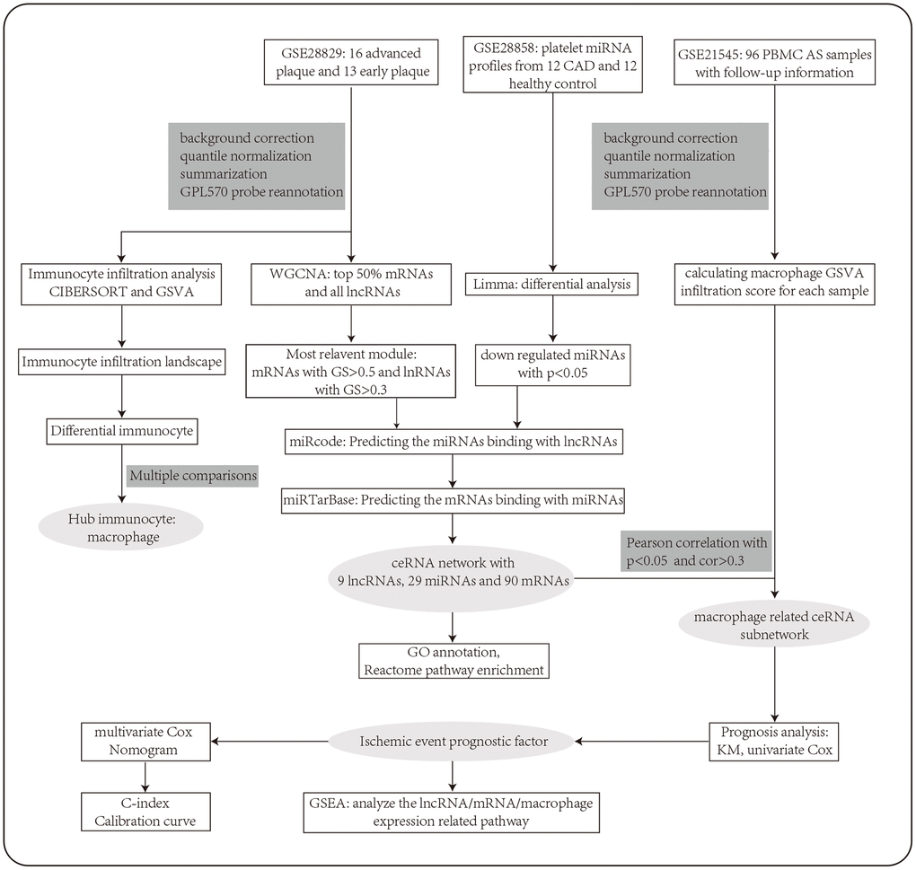 The workflow of the integrative bioinformatics analyses.