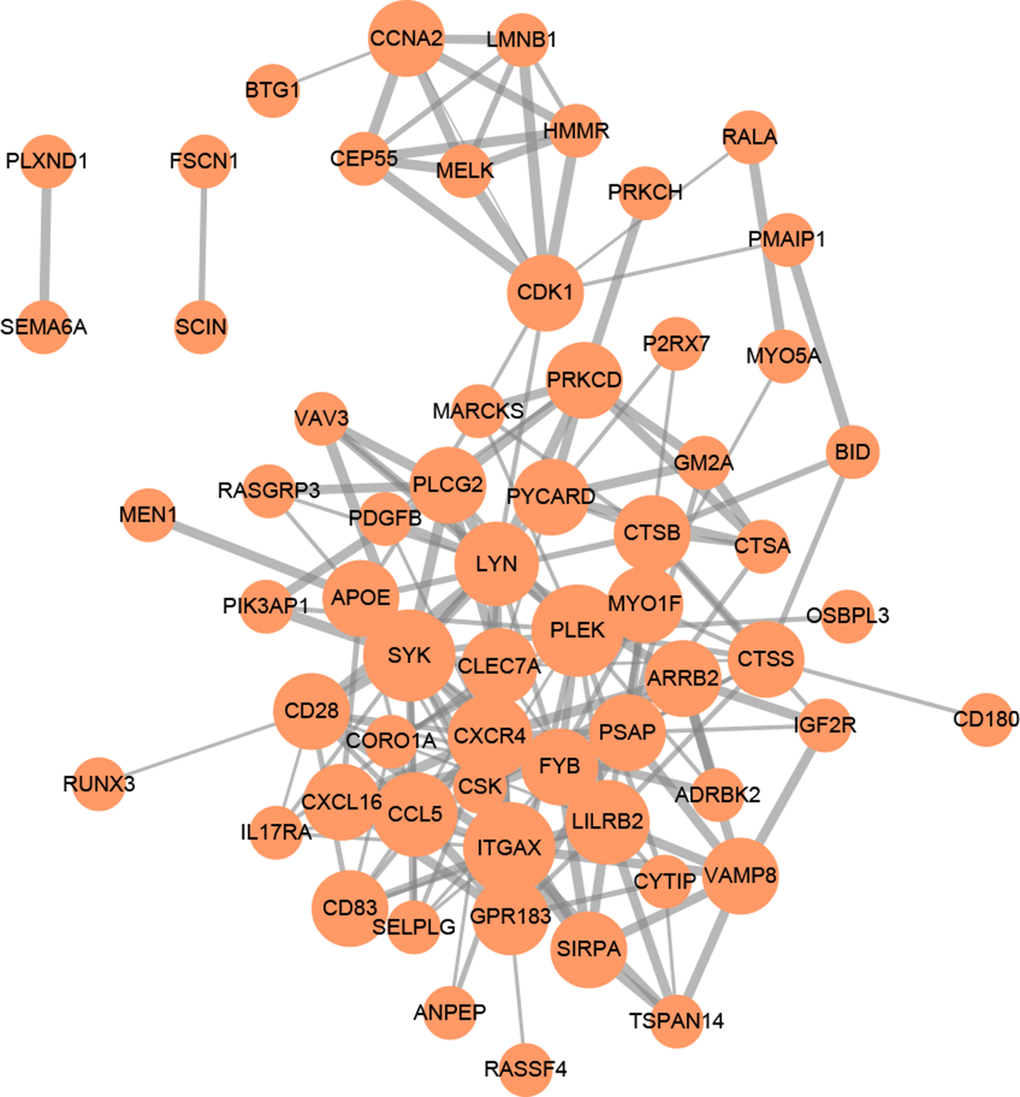 PPI network of 90 mRNAs based on the STRING database. Each node represents a protein-coding gene. The size of each node is mapped to its degree. Terms with a combined interaction score > 0.4 are linked by an edge (the thickness of the edge represents the interaction score).