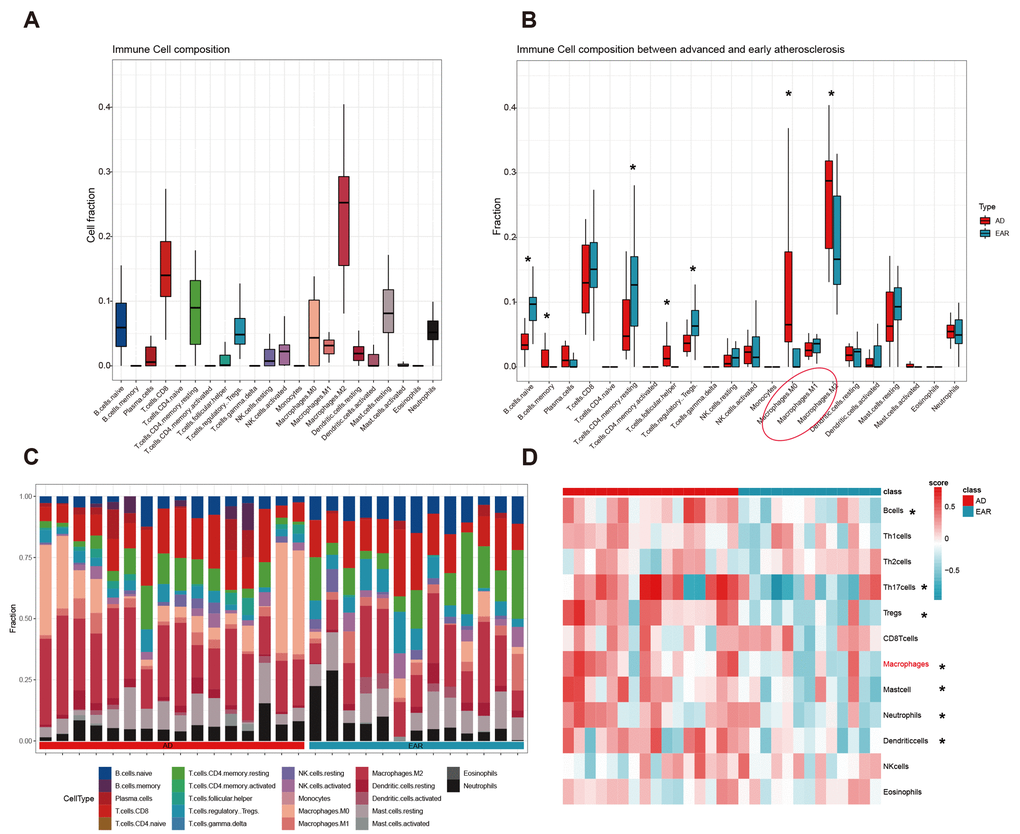 Immune cell infiltration analysis. (A) Cell composition analysis of the 29 plaque samples; (B) Grouped by type (advanced/early); (C) Scale histogram of immune cell fraction; (D) Heatmap of 12 immune cells GSVA score. * represents statistical significance.