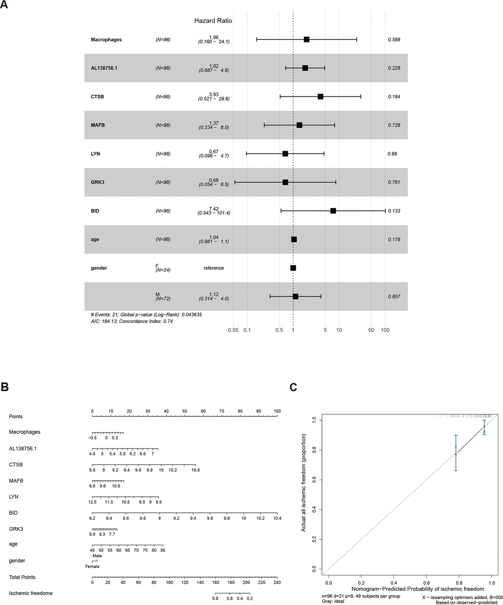 The results of the multivariate Cox regression (A), nomogram (B), and model diagnosis process of the calibration curve (C) constructed by the prognostic factors of the macrophage related ceRNA subnetwork (adjusted by age and gender).