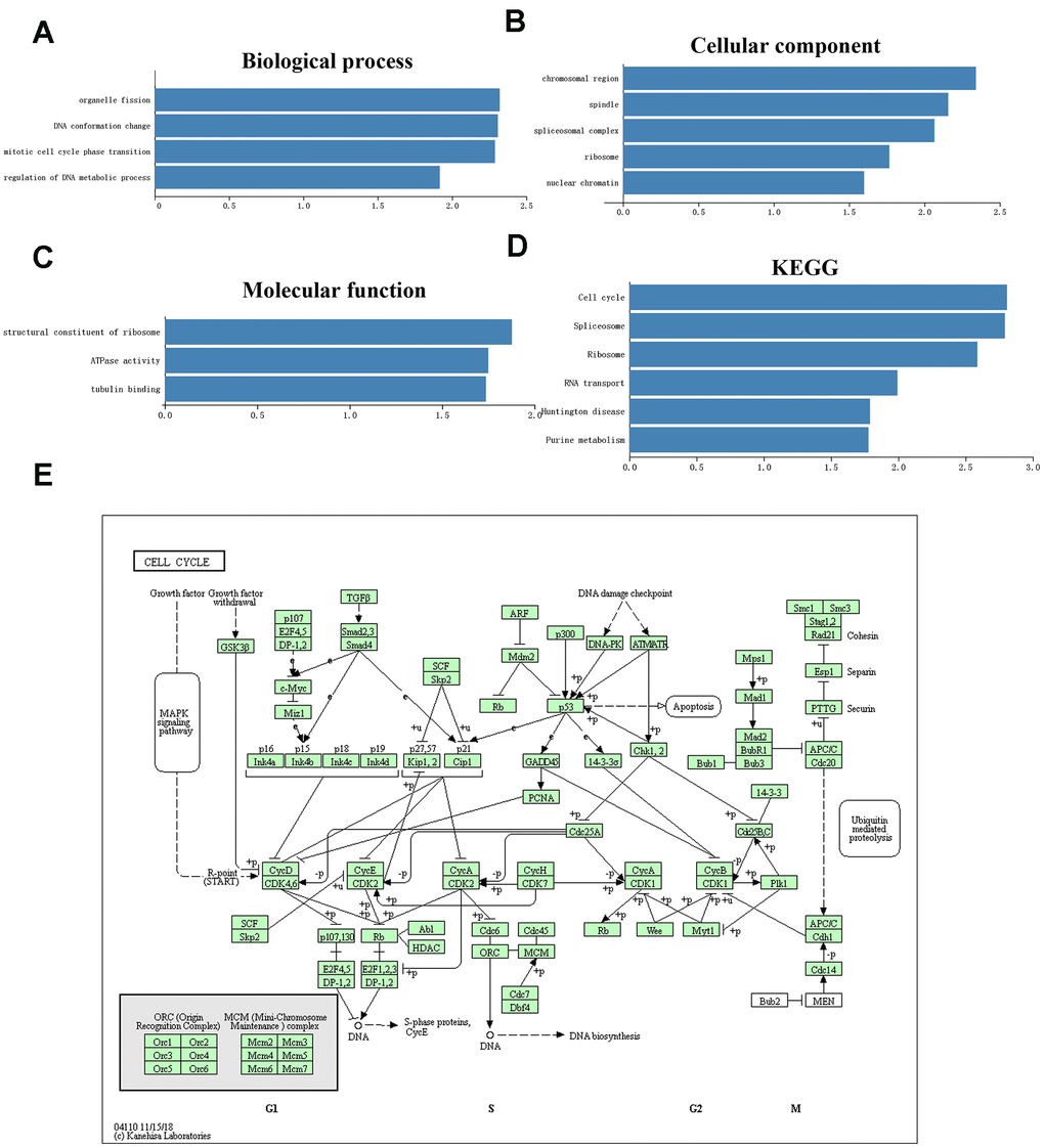 Significantly enriched GO annotations and KEGG pathways of TMEM106C in HCC analyzed by GSEA (LinkedOmics). (A) Cellular components. (B) Biological processes. (C) Molecular functions. (D) KEGG pathway analysis. FDR=0. (E) KEGG pathway annotations of the cell cycle pathway.
