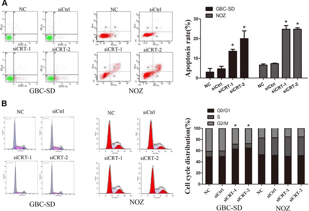 Knockdown of CRT significantly induced cell apoptosis and cell cycle arrest. (A) Cell apoptosis was detected by flow cytometry. (B) Cell cycle progression. *P