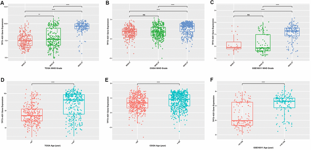 Expression levels of TP73-AS1 in gliomas with different clinicopathological features (A–C) Expression levels of TP73-AS1 in different WHO grades in the TCGA (A), CGGA (B), and GSE16011 (C) datasets. (D–F) Expression levels of TP73-AS1 in different age groups in the TCGA (D), CGGA (E), and GSE16011 (F) datasets.