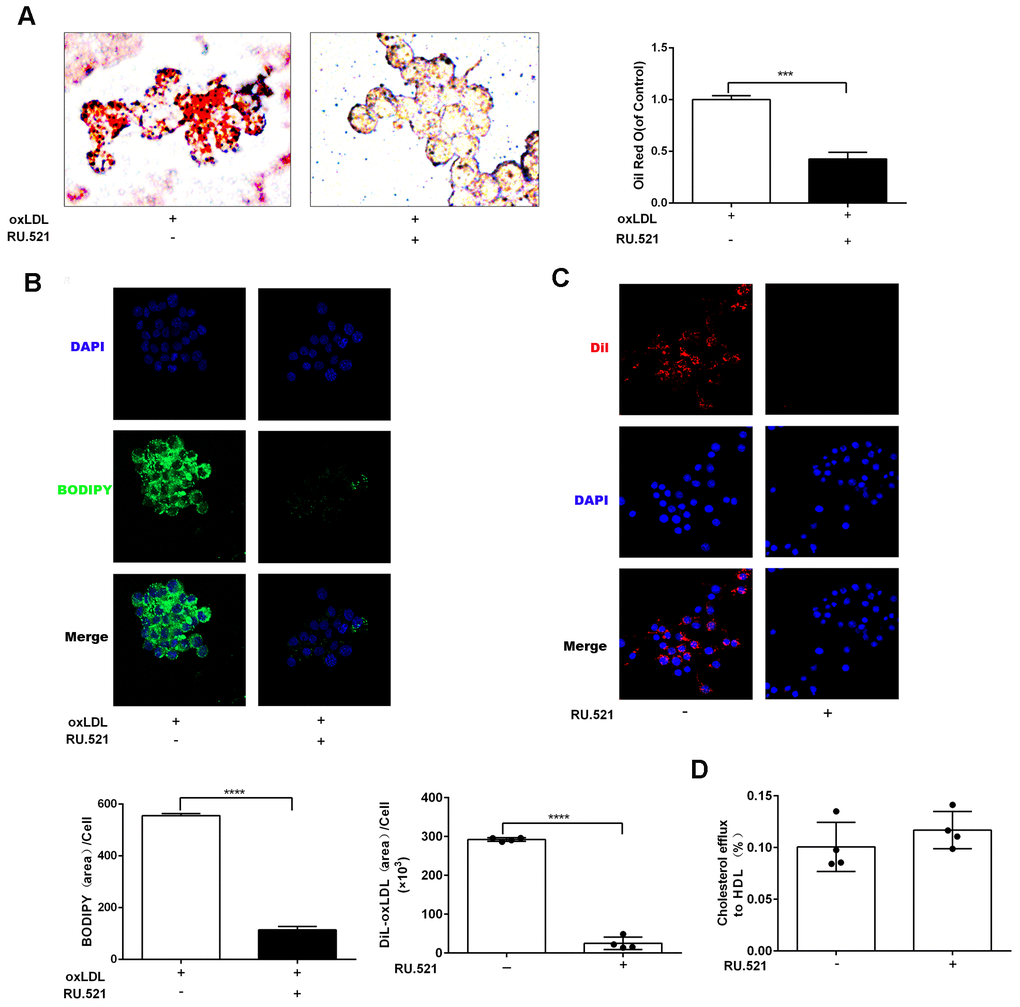 cGAS inhibition reduced lipid deposition and foam cell formation in RAW264.7 macrophages. RAW264.7 cells were treated for 24 hours with oxLDL(100 μg/mL) and with or without RU.521(cGAS inhibitor 2 μg/mL). (A) Oil Red-O staining or (B) BODIPY staining were used to identify lipid deposition and foam cell formation. RAW264.7 macrophages were treated with RU.521 (2 μg/mL) for 24 h before analysis. (C) Cholesterol uptake was determined using DiI-oxLDL (Scale bar: 20 μm). (D) HDL-mediated cholesterol efflux was assayed using NBD 485/535 (Scale bar: 20 μm). *** P P 