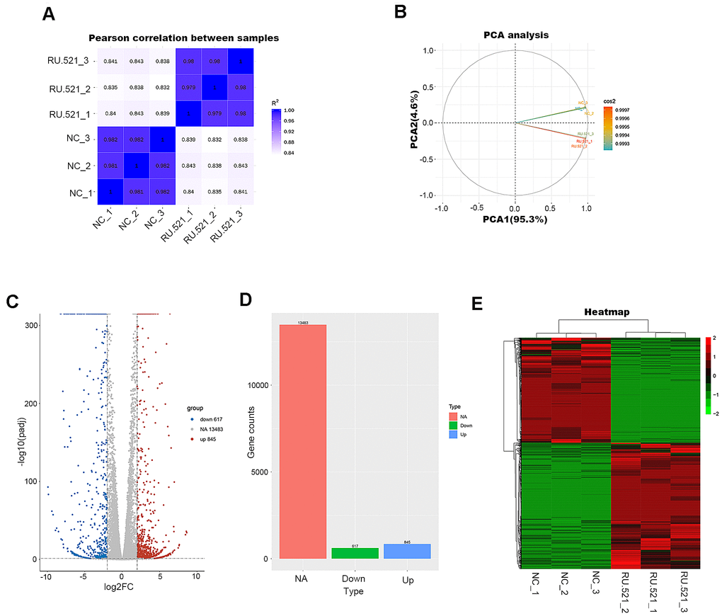 Transcriptome profiling of RU.521-treated RAW264.7 macrophages. (A) Pearson’s correlation analysis of samples. The color reflects the intensity of the correlation. The higher the correlation coefficient between samples, the closer the expression pattern. (B) PCA analysis of samples. Principal component 1 (PC1) and principal component 2 (PC2) are indicated on the X-axis and Y-axis, respectively. Cos2 stands for variables. The closer the two samples were to each other, the smaller the difference was between the two samples in terms of gene expression patterns. (C) Volcano plot of the DEGs. The X-axis represents the difference in log 2 conversion, the Y-axis represents the significant difference after log 10 conversion, the blue represents the down-regulated DEGs, the red represents the up-regulated DEGs, and the gray represents the non-DEGs. The DEGs were defined according to the criteria of log2FC ≥2 and Padj D) Bar graph showing DEGs. The X-axis represents the type, the Y-axis represents gene counts, the green represents the downregulated DEGs, the blue represents the upregulated DEGs, and the red is the non-DEGs. (E) Hierarchical clustering heatmap. Red and green represent high and low relative expression, respectively. Rows represent DEGs, and columns represent samples. DEGs, differentially-expressed genes; PCA, principal component analysis.