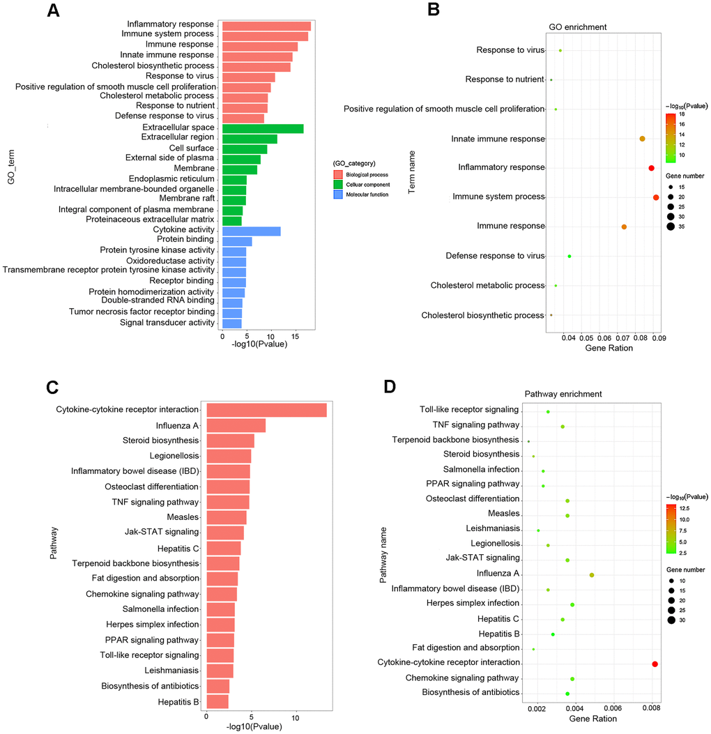 Functional enrichment analysis associated with atherosclerosis. (A, B) The GO function classification map and bubble chart of DEGs associated with atherosclerosis. (C, D) KEGG pathway classification map and bubble chart of DEGs. The X-axis represents the functional classification, and Y-axis represents the significant differences after the log 10 conversion or gene ratio. GO, Gene Ontology; KEGG, Kyoto Encyclopedia of Genes and Genomes.