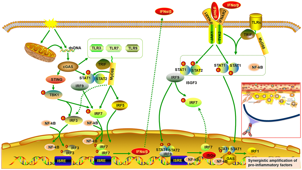 Signal integrations of TLRs, STAT/IRF as well as type-I IFN exacerbate synergistic amplification of gene expression that leads to an inflammatory cascade and pro-atherogenic responses. cGAS is activated by dsDNA and triggers the downstream TANK binding kinase (TBK)1, followed by phosphorylation of IRF3 as well as IRF7, which form homodimer and enter the nucleus from cytoplasm, accompany with or without other transcription factors such as STAT and NF-kB, thereby allowing initiation of the subsequent production of type I IFNα/β. On the other hand, the binding of type I IFN to the IFNα/β receptor (IFNAR)2 recruits IFNAR1. This complex enables activation of the receptor-associated JAK1 and tyrosine kinase (TYK)2, followed by STAT1 and STAT2 phosphorylation, which bind to IRF9, forming IFN-stimulated gene factor (ISGF)3 complex. The ISGF3 complex translocates into nucleus and promote the production of ISGs and IRF7 by binding to IFN-stimulated regulatory elements (ISRE) as well as IRF7 elements in DNA. Phosphorylated STAT1 can also form a homodimer, which binds to a comparable γ-activated sequence (GAS) in DNA, inducing the expression of IRF1 and pro-inflammatory genes. Moreover, cGAS can also result in up-regulated expression of TLRs (TLR3, TLR7, TLR9) and STAT (STAT1, STAT2). STAT1 phosphorylation can be induced by multiple TLRs dependent on MyD88 and TRIF signaling. Phosphorylated STAT1 translocates into the nucleus and augments TLR-NF-kB activation, promoting the expression of pro-inflammatory genes. Multiple TLRs also activate IRF5 and IRF7 as well as IRF3 via MyD88 and TRIF signaling.