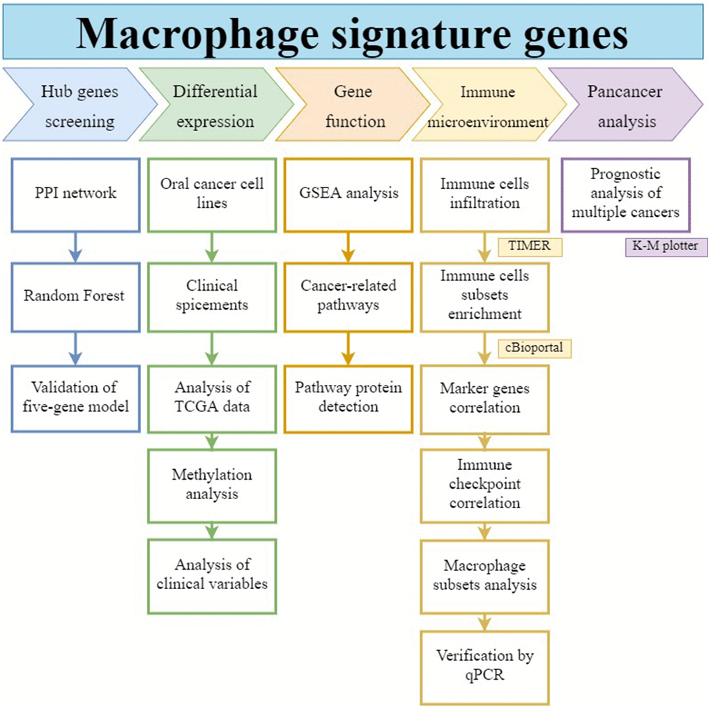 Workflow of this study. The hub gene was selected from macrophage-associated multigene signatures by random forest model. Its differential expression, gene function, immune infiltration relationship, and prognostic effect on pan-cancers were analyzed.