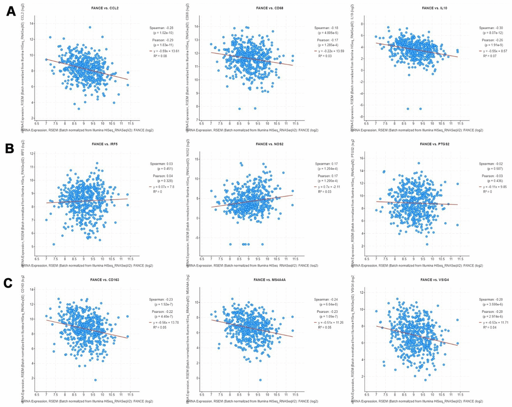 Correlation analysis between FANCE and macrophage marker genes in cBioportal (https://www.cbioportal.org/). (A) TAM marker genes, including CCL2, CD68 and IL10, have a significant negative correlation with FANCE (all *PB) IRF5, NOS2 and PTGS2 are marker genes of M1 macrophages. There was a significantly positive co-expression of FANCE and NOS2 (*P= 1.204×10-4), but no significant co-expression relationship was found in IRF5 and PTGS2. (C) Marker genes of M2 macrophages, including CD163, MS4A4A and VSIG4, had a significant negative correlation with FANCE (all *P