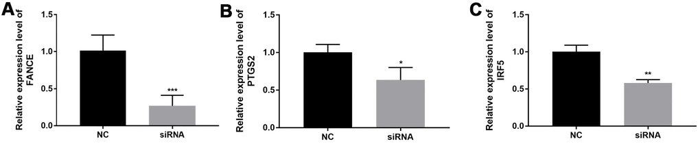 The relationship between FANCE and M1 macrophage marker genes. (A) OSCC line CAL-27 transfected with FANCE siRNA showed a significant down-regulation of FANCE expression. (B) The down-regulation of FANCE is associated with a decrease in the expression of prostaglandin-endoperoxide synthase 2 (PTGS2). (C) The down-regulation of FANCE was significantly related to the low expression of interferon regulatory factor 5 (IRF5).