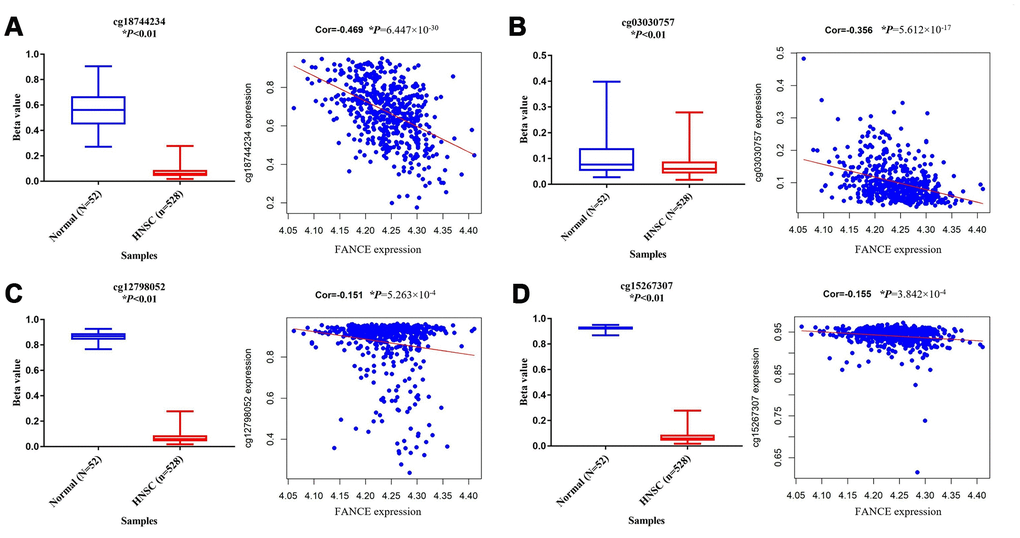 Analysis of methylation status and expression in FANCE. (A) The methylation site cg18744234 is hypomethylated in tumor samples (n = 528) and is negatively correlated with the expression of FANCE (*PB) The methylation site cg03030757 is hypomethylated in tumor samples and is negatively correlated with the expression of FANCE (*PC) Cg12798052 was significantly hypomethylated in tumor samples and was negatively correlated with the expression of FANCE (*PD) Cg15267307 was significantly hypomethylated in tumor samples and was negatively correlated with the expression of FANCE (*P