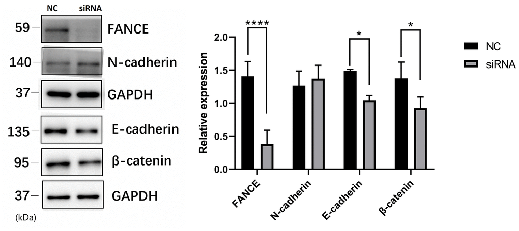 The relationship between FANCE and key proteins in the Wnt / β-catenin pathway by Western blotting. Compared with control OSCC cells, FANCE depleted cells showed decreased expression of E-cadherin and β-catenin.