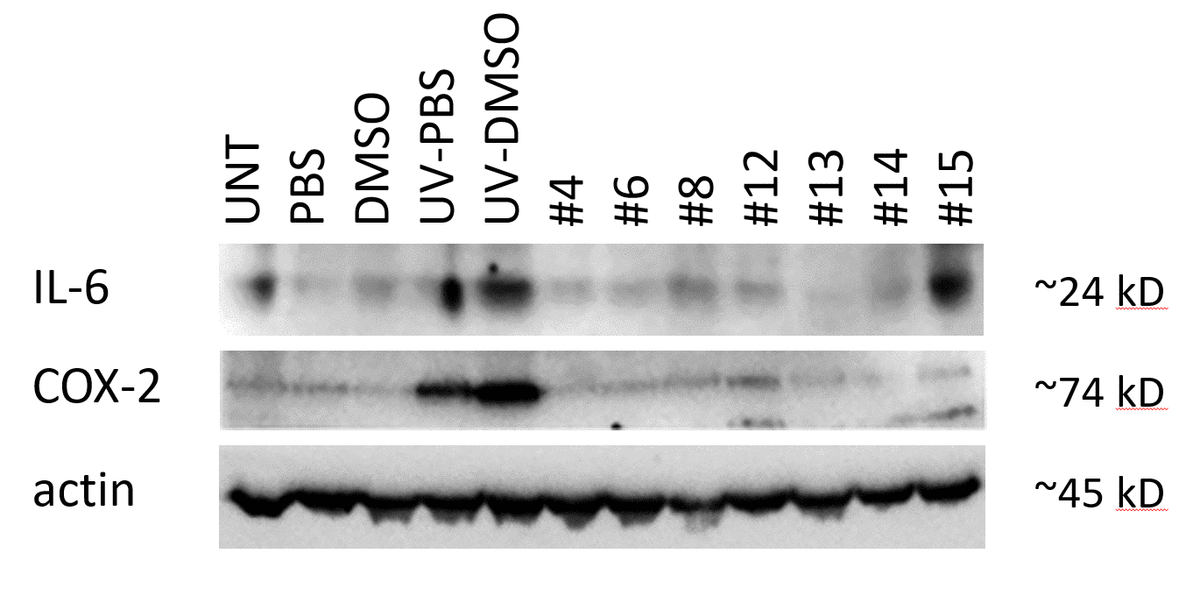 Effects of novel C. sativa extracts on the levels of IL-6 and COX2 in human EpiDerm FT tissues. To induce inflammation, tissues were exposed to UV. Upon exposure, tissues were incubated with extracts or vehicle (DMSO) for 24 h. Three tissues were used for each condition. Western blot analysis was performed using antibodies against IL-6 and COX2 as detailed in the Methods section. “UNT” – untreated tissues; “PBS” - 15 μl of 30% glycerol in PBS was applied to the tissues and no exposure was done; “DMSO” - 15 μl of DMSO (0.017% in 30% glycerol-PBS) was applied to the tissues and no exposure was done; “UV-PBS” - tissues were exposed to UV and 15 μl of 30% glycerol-PBS was applied to them; “UV-DMSO” – tissues were exposed to UV and 15 μl of DMSO (0.017% in 30% glycerol-PBS) was applied to them; “#4” through “#15” - tissues were exposed to UV and 15 μl of extracts in DMSO was applied to them.