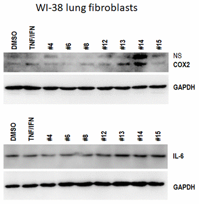 Effects of novel C. sativa extracts on the levels of IL-6 and COX2 in WI-38 lung fibroblasts. WI-38 cells grown to 80% confluency were treated with either 10 ng/ml TNFα /IFN γ alone or in combination with the indicated extracts; at 48 h after treatment, the whole cellular lysates were prepared and subjected to Western blot analysis using antibodies against IL-6 and COX2 as detailed in “Methods”. GAPDH served as a loading control.