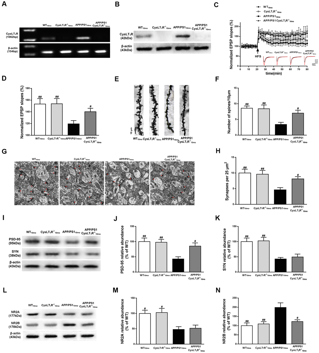 CysLT1R deficiency enhances hippocampal synaptic plasticity in APP/PS1 mice. (A) Western blot detection of CysLT1R protein in mice hippocampus. (B) RT-PCR assay of CysLT1R mRNA in mice hippocampus. (C) The induction of hippocampal LTP was assessed after high-frequency stimulation (HFS; indicated as an arrow) and recorded for 60 min post-induction. (D) Summary bar-graphs showing differences in mean values of fEPSPs slope during 55-60 min following the induction of LTP among genotypes. (E) Representative images of Golgi-impregnated dendrites in the hippocampus. Scale bar = 10 μm. (F) Statistical analysis of the average number of dendritic spines. (G) The synaptic density in the hippocampus was determined by electron microscopy. Scale bar = 1 μm. (H) Statistical analysis of synaptic density calculated as the number of synapses per 25 μm2. (I) Representative immunoblots of PSD-95 and SYN in mice hippocampus. Quantifications of (J) PSD-95 and (K) SYN protein levels were expressed as the ratio (in %) of WT group. (L) Representative immunoblots of NR2A and NR2B in mice hippocampus. Quantifications of (M) NR2A and (N) NR2B were expressed as the ratio (in %) of WT group. All values are expressed as mean ± SEM, n = 4-6, #P##P###P