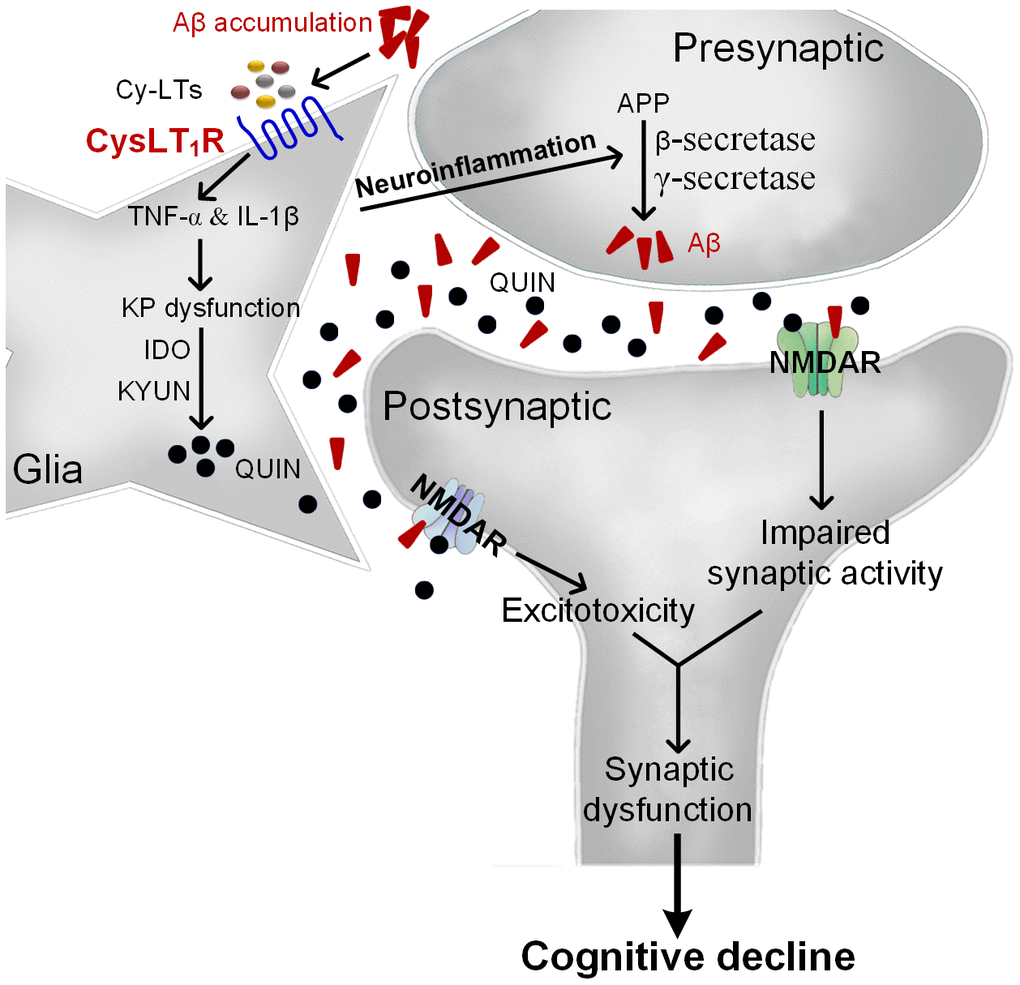 The proposed mechanism for CysLT1R-mediated AD pathology. Aβ accumulation upregulates Cys-LTs inducing CysLT1R expression, which activates NF-κB pathway followed by increased release of proinflammatory cytokines. Consequently, proinflammatory cytokines induce neuronal apoptosis and KP dysregulation with increased expression of IDO and KYUN and the synthesis of QUIN. Moreover, neuroinflammation accelerates amyloid deposition, forming a vicious circle. This leads to NMDARs overactivation and excitotoxicity correlated with synaptic dysfunction and cognitive deficits.