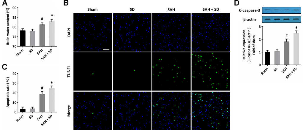 Sleep deprivation aggravates brain damage after SAH. (A) Brain water content assay shows that sleep deprivation aggravated brain edema after SAH. (B, C) TUNEL staining (B) and quantification (C) show that sleep deprivation increased apoptosis after SAH. Scale bar, 50 μm. (D) Western blot shows that sleep deprivation increased expression of cleaved-caspase-3 (C-caspase-3) after SAH. The data was represented as means ± SEM. #p *p 