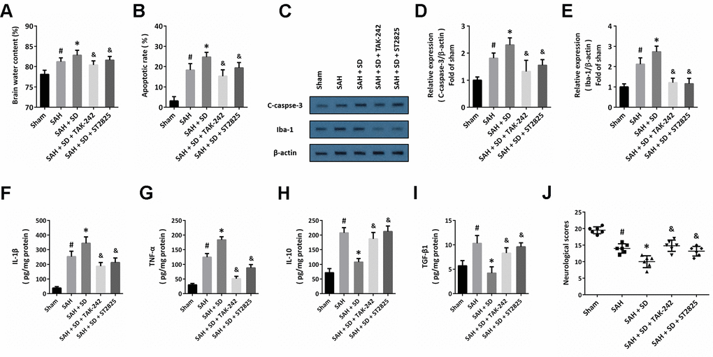 Involvement of TLR4-MyD88 pathway in sleep deprivation-induced aggravation of brain injury after SAH. (A) Brain water content assay shows that aggravation of brain edema induced by sleep deprivation after SAH was prevented by TAK-242 and ST2825. (B) TUNEL staining shows that the increase in apoptosis induced by sleep deprivation after SAH was inhibited by TAK-242 and ST2825. (C–E) Western blot (C) and quantification (D, E) show that the increased expression of C-caspase-3 (D) and Iba-1 (E) induced by sleep deprivation after SAH was prevented by TAK-242 and ST2825. (F–I) ELISA shows that the increased levels of IL-1β (F) and TNF-α (G) and decreased the levels of IL-10 (H) and TGF-β1 (I) induced by sleep deprivation after SAH were reversed by TAK-242 and ST2825. (J) Neurological score assay shows that aggravation of neurological impairment induced by sleep deprivation after SAH was prevented by TAK-242 and ST2825. The data was represented as means ± SEM. #p *p &p 