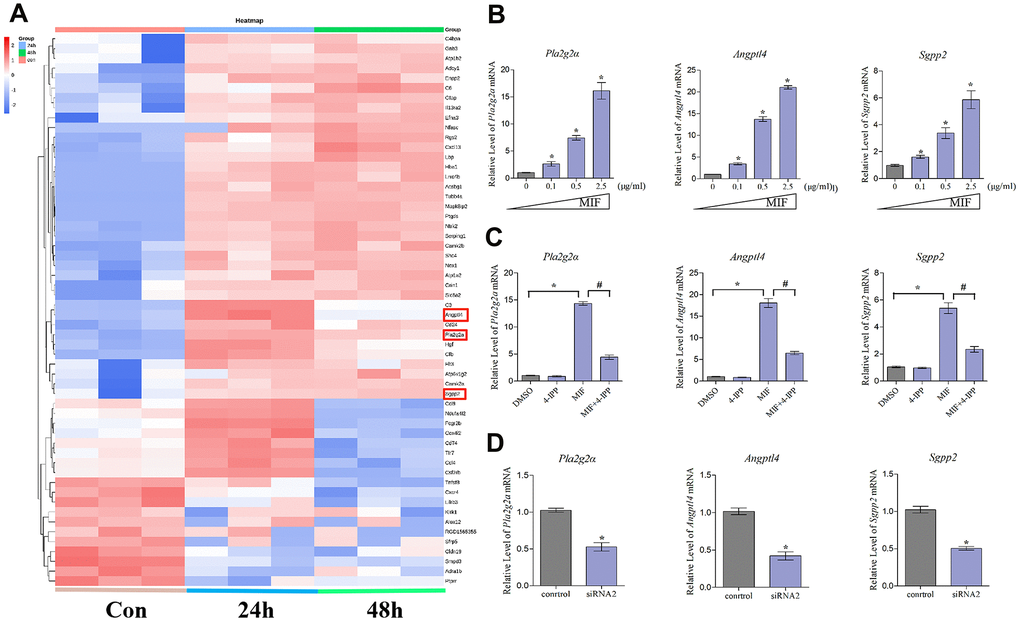 Expression profiling and inflammation-related factors identification of integrated DEGs analysis. (A) Heat map of integrated DEGs in the top 30 most significantly enriched groups. Red represents upregulation. Blue represents downregulation. (B–D) qRT-PCR analysis of the expression of Pla2g2a, Angptl4, and Sgpp2 in JFs after treatment with 0–2.5 μg/mL recombinant MIF for 24 h (B), treatment with 2 μg/mL MIF combined with 50 μ5M 4-IPP for 24 h (C), or treatment with siRNA2 for 48 h, followed by stimulation with 2 μg/mL MIF for 24 h (D). Error bars represent standard deviation. *P 