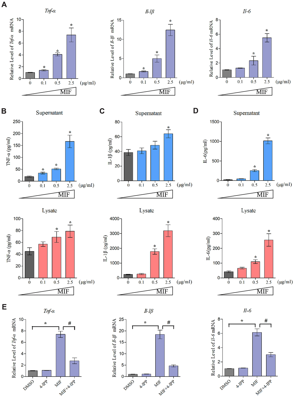 MIF activated inflammation in JFs. (A) Expression of Tnf-α, Il-1β, and Il-6 was assessed via qRT-PCR following JFs treatment with 0–2.5 μg/mL recombinant MIF for 24 h. (B–D) Levels of TNF-α (B), IL-1β (C), and IL-6 (D) in cell supernatants and lysates were measured using ELISA. (E) JFs were treated with 2 μg/mL recombinant MIF combined with 50 μM 4-IPP for 24 h, qRT-PCR evaluated Tnf-α, Il-1β, and Il-6 expression. Error bars represent standard deviation. *P 