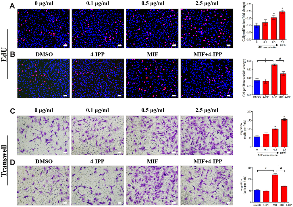 MIF promoted the proliferation and migration of JFs in vitro. (A, C) JFs were treated with 0–2.5 μg/mL recombinant MIF for 24 h before testing cell proliferation using an EdU assay (A) and cell migration via a Transwell assay (C). (B, D) JFs were treated with 2 μg/mL recombinant MIF combined with 50 μM 4-IPP for 24 h followed by EdU assay (B) and Transwell assay (D). Scale bar, 50 μm. Error bars represent standard deviation. *P 