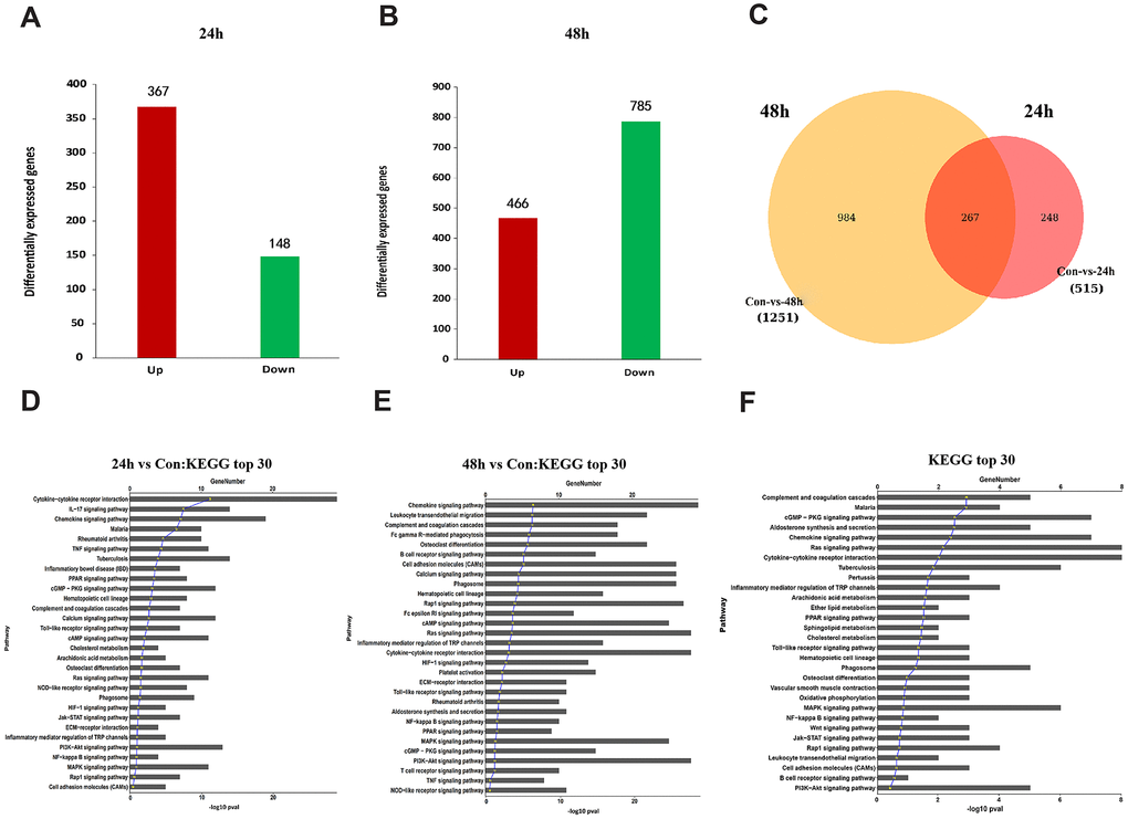 Functional annotation of DEGs in JFs following treatment with MIF. (A, B) Bar graphs of DEGs following treatment with 2 μg/mL recombinant MIF for 24 h (A) and 48 h (B). (C) Integration of DEGs at 24 and 48 h. (D, E) Top 30 most significantly enriched groups for the DEGs related to pathways following treatment with 2 μg/mL recombinant MIF for 24 h (D) and 48 h (E). (F) Top 30 most significantly enriched groups for integrated DEGs related to pathways.