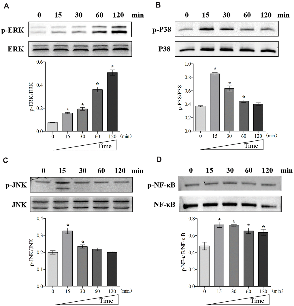 MIF activated signaling pathways related to inflammation in JFs. (A–D) Western blot analysis of MAPK signaling-related proteins p-ERK (A), p-P38 (B), p-JNK(C), and NF-κB signaling-related protein p-NF-κB (D) after JFs were treated with 2 μg/mL recombinant MIF for 0, 15, 30, 60, and 120 min. Error bars represent standard deviation. *P 