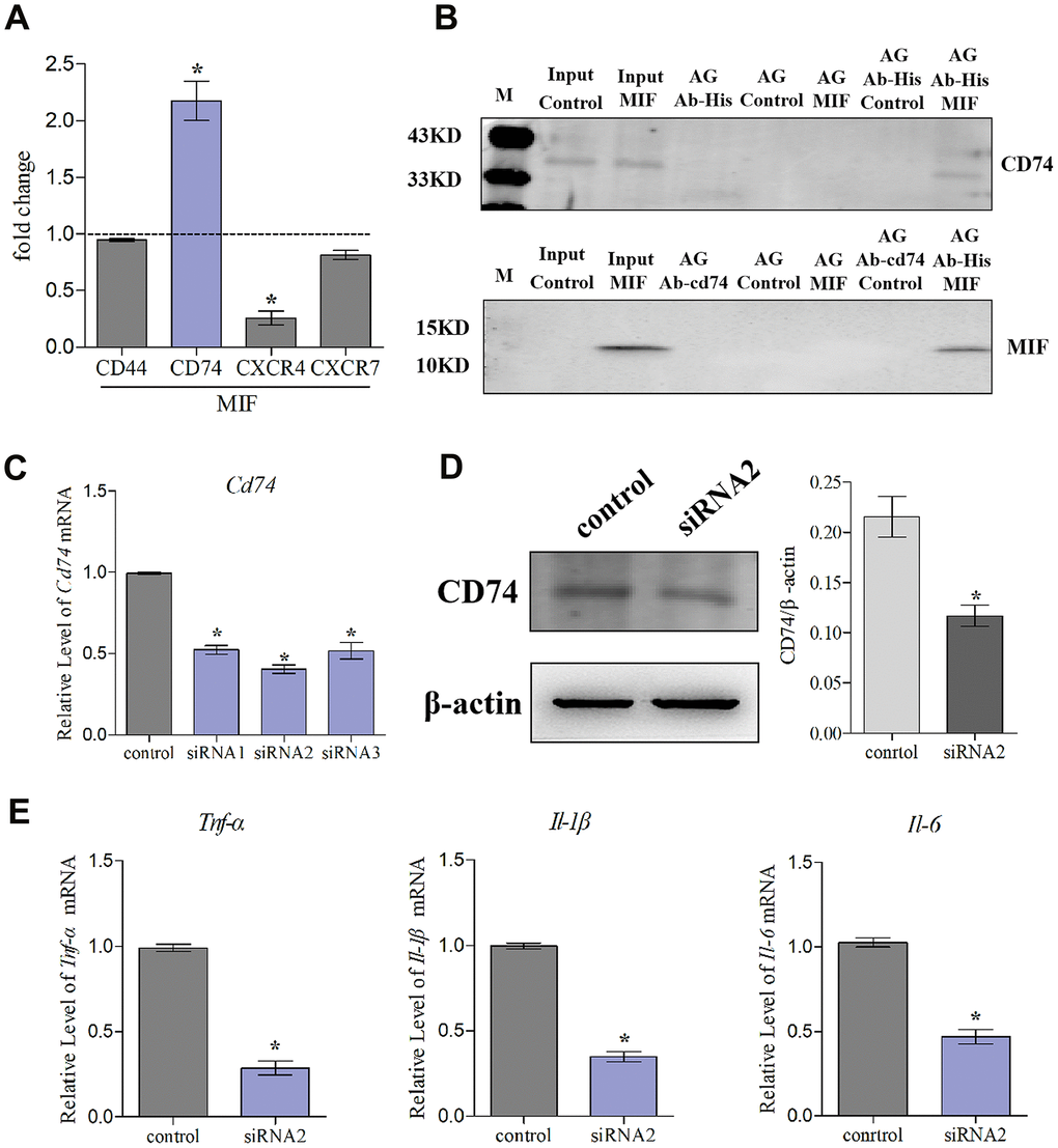 Knockdown of CD74 affected MIF-induced inflammatory responses in JFs. (A) qRT-PCR analysis of CD44, CXCR4, CXCR7, and CD74 in JFs following treatment with 2 μg/mL recombinant MIF for 24 h. (B) Immunoprecipitation was used to determine the interaction between MIF and CD74. (C) Knockdown efficiency of CD74 siRNAs were tested using qRT-PCR after transfection for 48 h and siRNA2 was chosen for subsequent experiments. (D) Western blot analysis of CD74 following siRNA2 knockdown of CD74 for 48 h. siRNA (control) with the same nucleotide composition as siRNA2 but lacking sequence homology to the CD74 was designed as a negative control. (E) Expression of Tnf-α, Il-1β, and Il-6 was assessed via qRT-PCR following treatment of JFs with siRNA2 or control for 48 h and stimulation with 2 μg/mL recombinant MIF for 24 h. Error bars represent standard deviation. *P 
