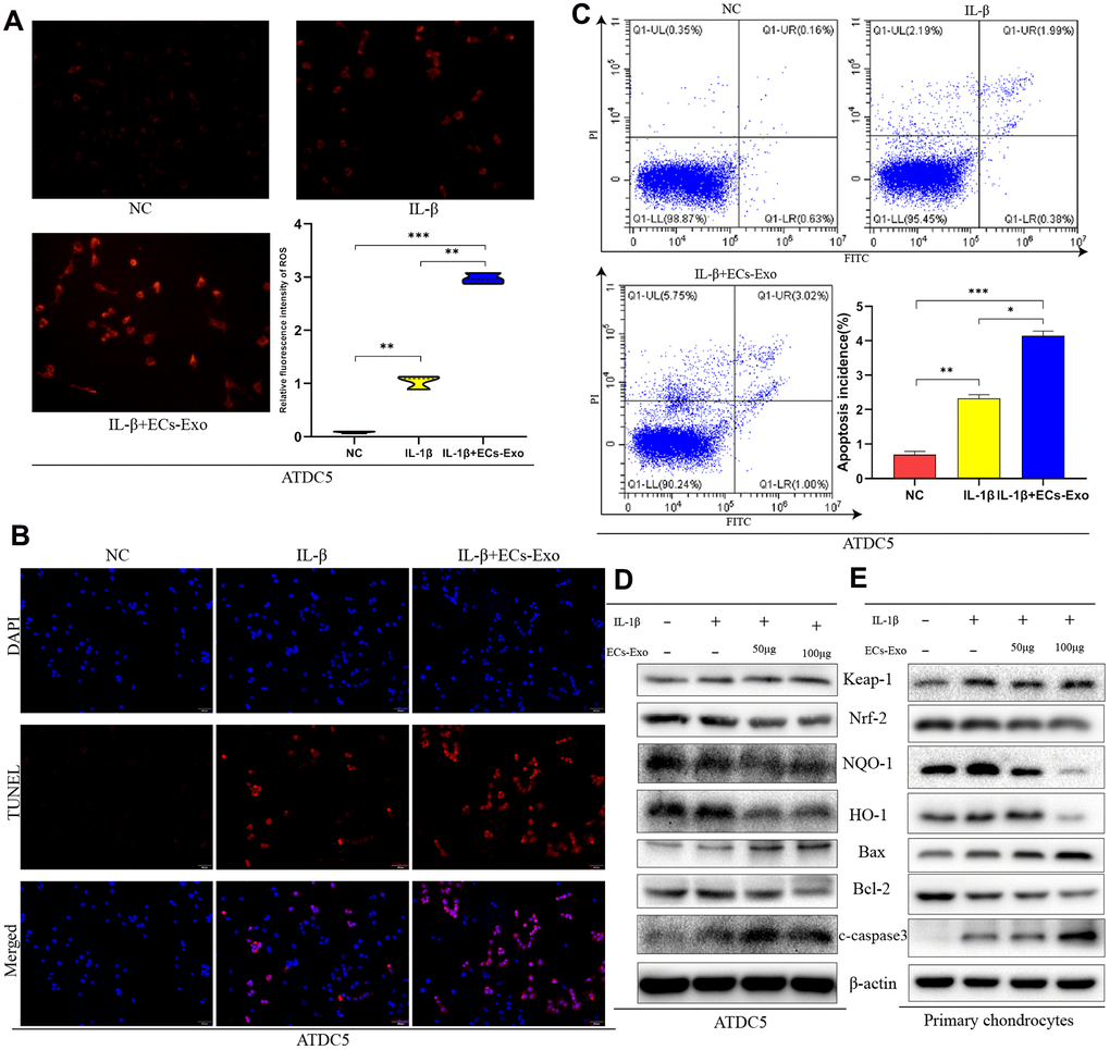 EC-Exos decreased the anti-oxidative stress response of mouse chondrocytes stimulated with inflammation and increased the ratio of apoptotic cells. ATDC5 cells and primary chondrocytes were exposed to IL-1β or IL-1β and EC-Exos at different concentrations (50 and 100 μg). (A) Comparison of ROS content in ATDC5 cells after specific experimental treatments. (B) Apoptosis was detected with TUNEL assays in ATDC5 cells under different treatments. (C) Flow cytometry was used to monitor apoptosis in dyed ATDC5 cells under different treatments. (D, E) Protein level of Keap-1, Nrf-2, NQO-1, HO-1, Bax, Bcl-2, C-caspase3 and β-actin in ATDC5 cells and primary chondrocytes under different treatments. ***p