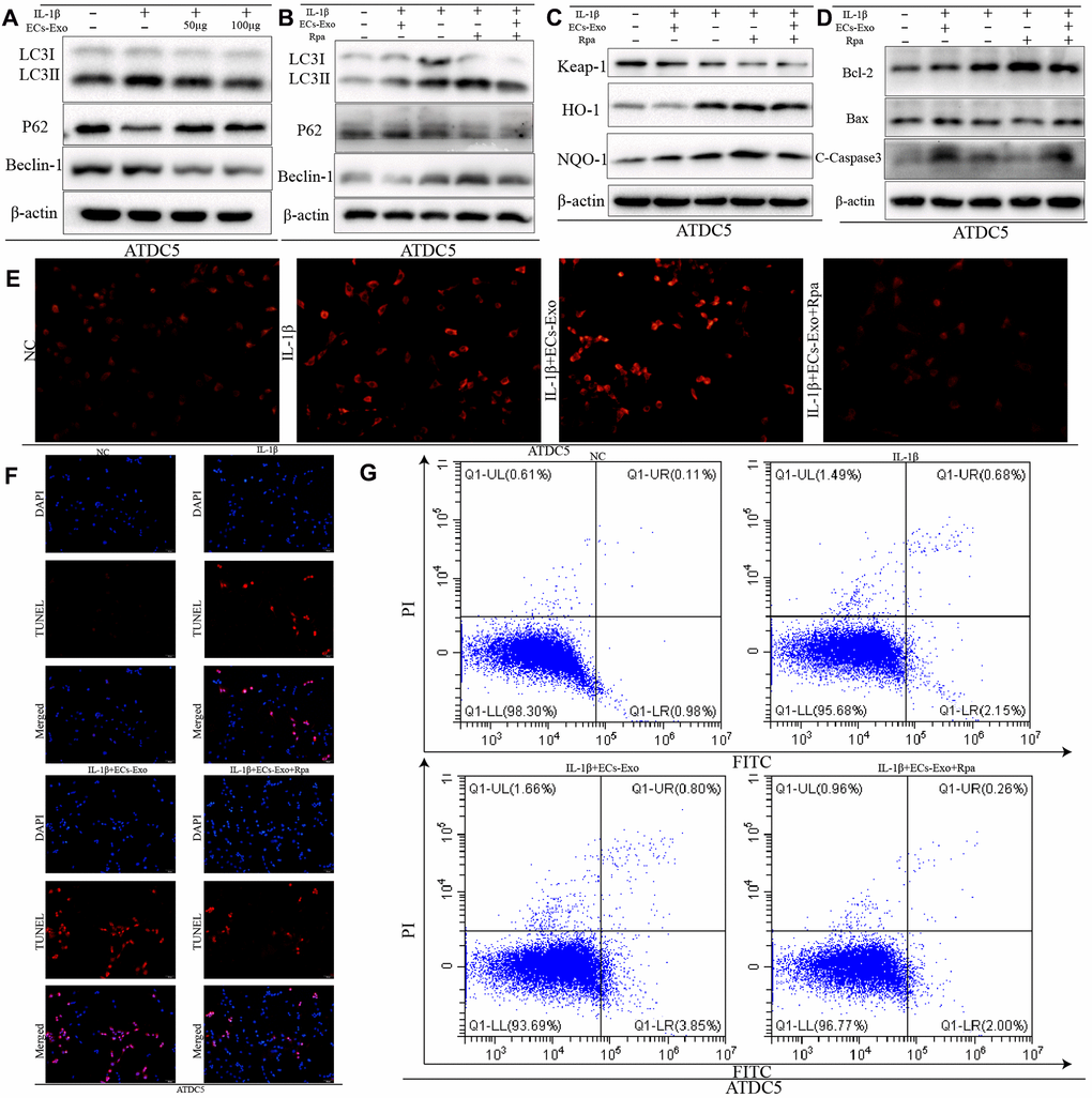 Increased autophagy decreased the apoptosis and intracellular ROS content in ATDC5 cells treated with IL-1β and EC-Exos. ATDC5 cells were treated with 10 ng/ml IL-1β ± EC-Exos (100 μg) or rapamycin (50 nmol/L) for 24 h. (A–D) Protein level of LC3I, LC3II, P62, Beclin-1, Keap-1, HO-1, NQO-1, Bcl-2, Bax, C-caspase3 and β-actin in ATDC5 cells under different treatments. (E) ROS content in ATDC5 cells after different specific experimental treatments. (F) TUNEL assays were used to monitor apoptosis in ATDC5 cells treated with different methods. (G) Apoptosis of ATDC5 cells under different treatments, as detected by flow cytometry.