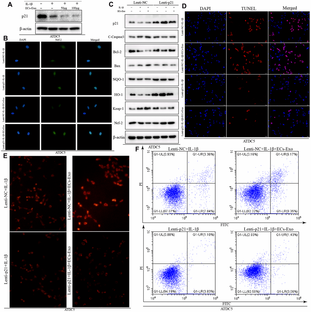 Overexpression of p21 increased the anti-oxidative stress response and decreased the ratio of apoptotic ATDC5 cells exposed to IL-1β and EC-Exos. ATDC5 cells transfected with Lenti-NC or Lenti-p21 were exposed to 10 ng/ml IL-1β ± EC-Exos (100 μg) for 24 h. (A) Protein expression of p21 and β-actin in ATDC5 cells treated with IL-1β or IL-1β and EC-Exos at different concentrations (50 and 100 μg). (B) Immunofluorescence assay of Nrf-2 in ATDC5 cells under different treatments. (C) Protein level of p21, C-caspase3, Bcl-2, Bax, NQO-1, HO-1, Keap-1, Nrf-2 and β-actin in ATDC5 cells treated with various methods. (D) TUNEL assays were used to detect apoptosis in ATDC5 cells under different treatments. (E) ROS content in ATDC5 cells under different treatments (F) Flow cytometry was used to detect apoptosis in dyed ATDC5 cells exposed to different experimental treatments.