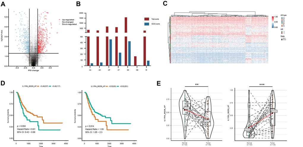 Profiling of AS events identified in the TCGA GC cohort. (A) GCAS events between GC and adjacent normal tissues were visualized in a volcano plot. (B) The number of GCAS events and total AS events were depicted according to the seven AS types. (C) Heat map for the PSI values of 173 OS-GCAS events identified in 354 GC patients. (D) Kaplan-Meier curves for the paired survival-related GCAS events (IL11RA