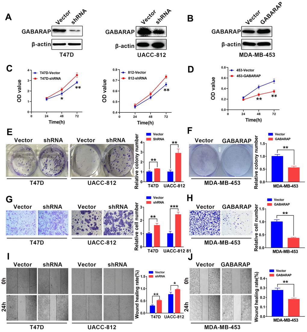 GABARAP suppresses the malignant behavior of breast cancer cells. (A) Knockdown of GABARAP in T47D and UACC-812 cells; GABARAP expression was determined using Western blot. (B) Overexpression of GABARAP in MDA-MB-453 cells; GABARAP expression was determined using Western blot. (C) Cell proliferation in T47D-vector, T47D-shRNA, UACC-812-vector and UACC-812-shRNA cells was detected using CCK-8 assays. (D) Cell proliferation in MDA-MB-453-vector and MDA-MB-453-GABARAP cells was detected using CCK-8 assays. (E) Colony-forming efficiency was determined in T47D-vector, T47D-shRNA, UACC-812-vector and UACC-812-shRNA cells. (F) Colony-forming efficiency was determined in MDA-MB-453-vector and MDA-MB-453-GABARAP cells. (G) Invasive abilities of T47D-vector, T47D-shRNA, UACC-812-vector and UACC-812-shRNA cells were measured using Matrigel invasion assays. (H) Invasive abilities of MDA-MB-453-vector and MDA-MB-453-GABARAP cells were measured using Matrigel invasion assays. (I) Migration abilities of T47D-vector, T47D-shRNA, UACC-812-vector and UACC-812-shRNA cells were assessed using wound-healing migration assays. (J) Migration abilities of MDA-MB-453-vector and MDA-MB-453-GABARAP cells were assessed using wound-healing migration assays. Experiments were performed at least three times. The data are expressed as the means ± SEM. P values were calculated using Student’s t-test. (*P P P 