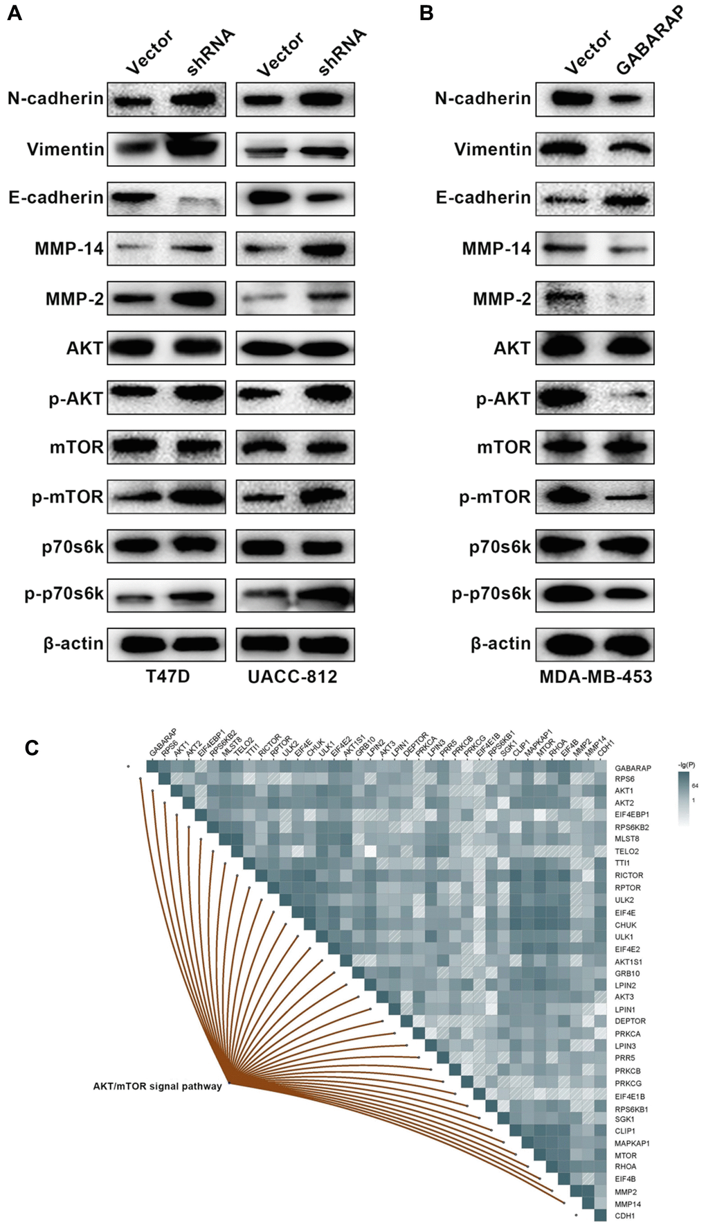 Low GABARAP level promotes cellular EMT via AKT/mTOR signaling in breast cancer. (A) Western blot analyses were used to detect the expression levels of E-cadherin, N-cadherin, vimentin, MMP2, MMP14, p-AKT, AKT, p-mTOR, mTOR, p-p70s6k and p70s6k in T47D-vector, T47D-shRNA, UACC-812-vector and UACC-812-shRNA cells. Cells were lysed using RIPA lysis buffer containing protease inhibitors and a phosphorylase inhibitor cocktail to obtain protein. β-actin was used as an internal control. (B) Western blot analyses were used to detect the expression levels of E-cadherin, N-cadherin, vimentin, MMP2, MMP14, p-AKT, AKT, p-mTOR, mTOR, p-p70s6k and p70s6k in MDA-MB-453-vector and MDA-MB-453-GABARAP cells. Cells were lysed using RIPA lysis buffer containing protease inhibitors and a phosphorylase inhibitor cocktail to obtain protein. β-actin was used as an internal control. (C) Pearson correlation was calculated among genes related to GABARAP, CDH1, MMP2, MMP14 and the AKT/ mTOR signaling pathway in breast cancer patients clinical cohort (TCGA).