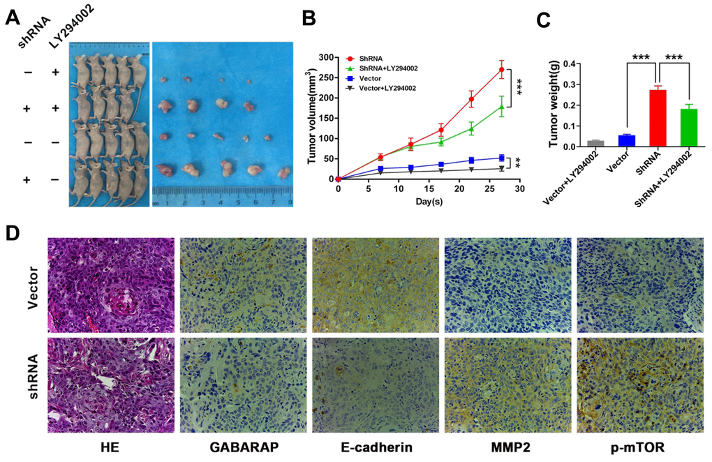 GABARAP suppresses breast cancer progression in vivo. (A) A total of 5×106 GABARAP-knockdown or control cells were injected subcutaneously into the left side of each of nude mouse. Vector group, mice inoculated with control UACC-812 cells; shRNA group, mice inoculated with GABARAP silenced UACC-812 cells; vector control+LY294002 group, mice inoculated with control UACC-812 cells and treated with LY294002; shRNA+LY294002 group, mice inoculated with GABARAP silenced UACC-812 cells and treated with LY294002. Representative images of nude mice and tumors at day 28 after inoculation of UACC-812 cells with or without shRNA-mediated silencing of GABARAP. (B) Tumor growth curves in 4 groups of nude mice. The data are presented as the means ± SDs. P values were calculated using Student’s t-test. (C) The tumor weights were measured. The data were statistically analyzed using Student’s t-test, and the mean ± SEM is shown. (D) Immunostaining of proteins in tumors from the vector control group and GABARAP-shRNA group. First column, H&E staining; second column, immunostaining for GABARAP; third column, immunostaining for E-cadherin; fourth column, immunostaining for MMP2; and fifth column, immunostaining for p-mTOR. Magnification, 400×. (*P P P 