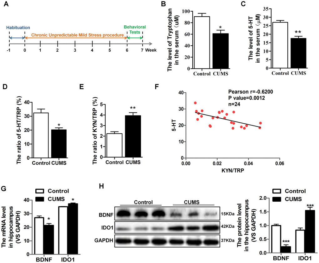 IDO1 was increased and negatively correlated with serum 5-HT and hippocampal BDNF levels in CUMS mice. (A) Schema for chronic unpredictable mild stress (CUMS) schedule and behavioral experiments. (B–E) LC-MS detection of the TRP and 5-HT, 5-HT/TRP and KYN/TRP ratio in serum of control and CUMS groups. (F) Pearson linear correlation tests for KYN/TRP ratio and 5-HT levels in serum. n=6 mice/group. (G) Quantitative real-time PCR analysis of BDNF and IDO1 in the hippocampus. (H) Western blot analysis of BDNF and IDO1 in the hippocampus. Bars represent mean±SEM. *ppp