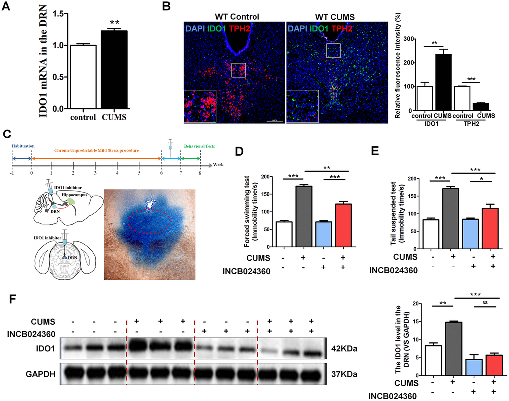 DRN was a region potentially regulated by IDO1 in depression. (A) Quantitative real-time PCR analysis of IDO1 in the DRN. (B) Immunofluorescence analysis of IDO1(green) and TPH2(red) in DRNs of control and CUMS groups (scale bar 200 μm). (C) Schema for CUMS schedule, IDO1 inhibitor (INCB024360) injection and behavioral experiments. (D) Time immobile in the forced swim assay. (E) Time spent immobile in tail suspension assay. (F) Western blot analysis of the expressions of IDO1 in the DRN after in situ injection with INCB024360. n = 6 mice/group. Bars represent mean±SEM. *ppp