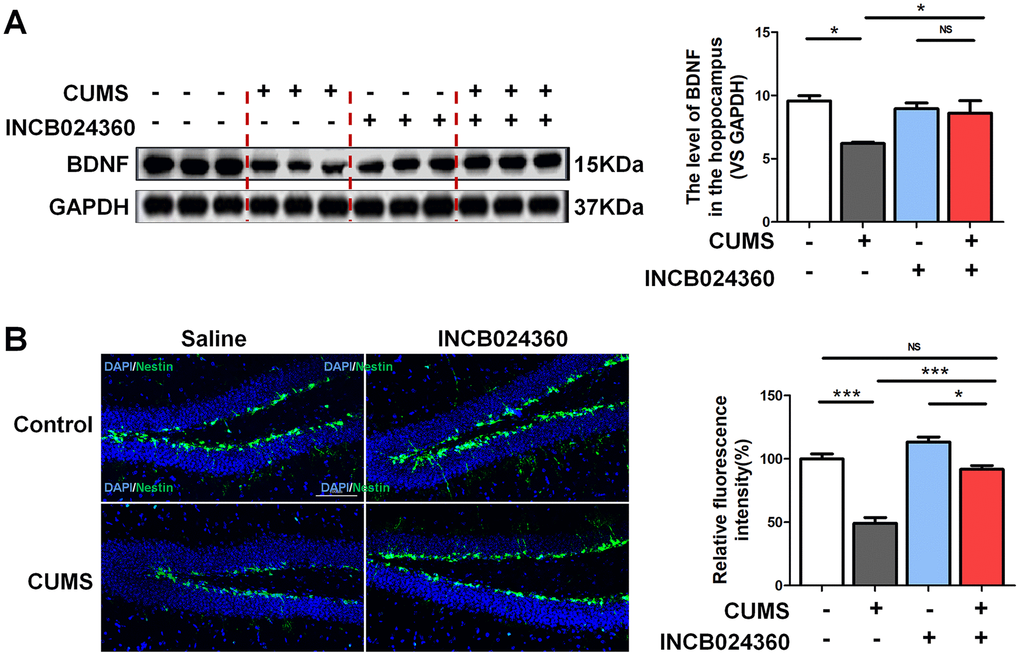 Inhibition of IDO1 activity in the DRN improved the BDNF expression and neurogenesis in the dentate gyrus of hippocampus after CUMS treatment. (A) Western blot analysis of BDNF in the hippocampus of Control, CUMS, Control + INCB024360 and CUMS + INCB024360 groups. (B) IF analysis of the numbers of Nestin-positive stem cell in the dentate gyrus of hippocampus after INCB024360 treatment (scale bar 100 μm). n = 6 mice/group. Bars represent mean±SEM. *ppp