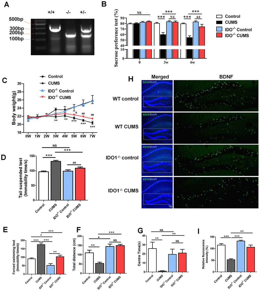 IDO1 genetic ablation reduced the depression-like phenotypes in mice under CUMS treatment. (A) Gene identification. (B) The body weight change of mice during CUMS procedure, *p#p C) the sucrose consumption test, (D) tail suspension assay, (E) forced swim assay and (F, G) open field test in WT and Ido1-/- mice. (H, I) Immunofluorescence analysis of the BDNF protein (green) expression in the hippocampus of WT and Ido1-/-groups. Bars represent mean±SEM. *ppp