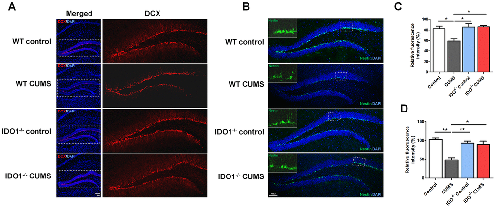 IDO1 genetic ablation ameliorates neurogenesis in mice under CUMS treatment. (A, C) Immunostaining and the relative fluorescence intensity of the DCX in the hippocampus of WT and Ido1-/-groups. (B, D) Immunostaining and the relative fluorescence intensity of the Nestin in the hippocampus of WT and Ido1-/-groups. (scale bar 100 μm). n = 6 mice/group. Bars represent mean±SEM. * pp