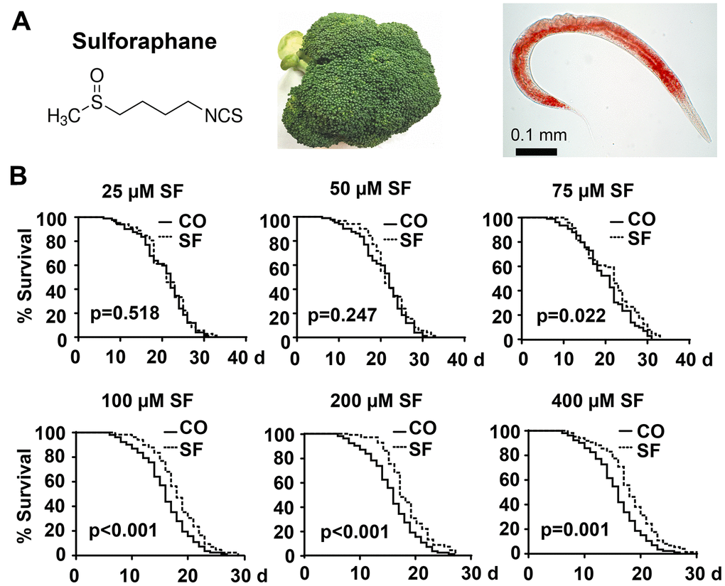 Sulforaphane extends the lifespan. (A) Schematic representation of the chemical structure of the isothiocyanate sulforaphane, which is enriched in broccoli, and an image of the nematode C. elegans - the scale bar indicates 0.1 mm. (B) Approximately 100 synchronized N2 wild-type C. elegans L4 larvae per group were transferred to fresh NGM plates and maintained at 20° C. This time point was considered day 0 (0 d) of the presented Kaplan-Meier curves. The plates contained 25 μM, 50 μM, 75 μM, 100 μM, 200 μM, or 400 μM sulforaphane (SF) or no sulforaphane (CO), as indicated. The worms were transferred daily from day 0 to 10 and every second day thereafter. The endpoint was defined as the day when all worms were dead. The numbers of living and censored worms are shown in Kaplan-Meier diagrams, and statistical significance was evaluated by the log-rank test. P=0.05 or below was considered statistically significant.
