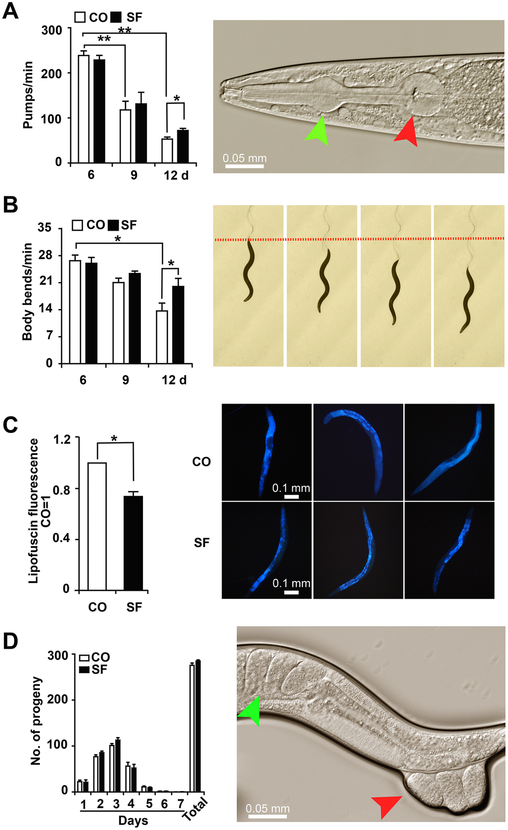 Sulforaphane delays age-associated physiological decline. (A) L4 larvae were exposed to 100 μM sulforaphane (SF) or not (CO), and 20 worms per group were used for evaluation. Pharyngeal pumping was measured on days 6, 9 and 12 by the evaluation of the opening of the corpus (anterior pharynx, green arrow, image on the right) and the terminal bulb (red arrow), which contract and relax synchronously during pharyngeal pumping. The pump frequency per minute was calculated and is shown in the diagram on the left. (B) In L4 larvae treated as described above, the number of body bends (images on the right) per minute was evaluated (diagram on the left) to assess mobility. (C) At day 12 after sulforaphane treatment, blue autofluorescence, representing lipofuscin accumulation (images on the right), was detected by fluorescence microscopy. The blue autofluorescence in the figure indicates the accumulation of lipofuscin. The relative fluorescence intensity was evaluated by using ImageJ software, and the fluorescence of the untreated nematodes was set as 1. The scale bar indicates 0.1 mm. (D) L4 larvae were treated with sulforaphane (SF) or not (CO). Twenty-four hours later (Day 1), the number of eggs laid was counted under the microscope daily for 7 days. The number of eggs laid each day and the total number of eggs are shown in the diagram on the left. The green arrow in the diagram on the right indicates eggs in a worm, and the red arrow indicates eggs that are being laid by the worm. The data are shown as the mean ± SD as evaluated by Student's t test using Prism 6.0. *P**P 