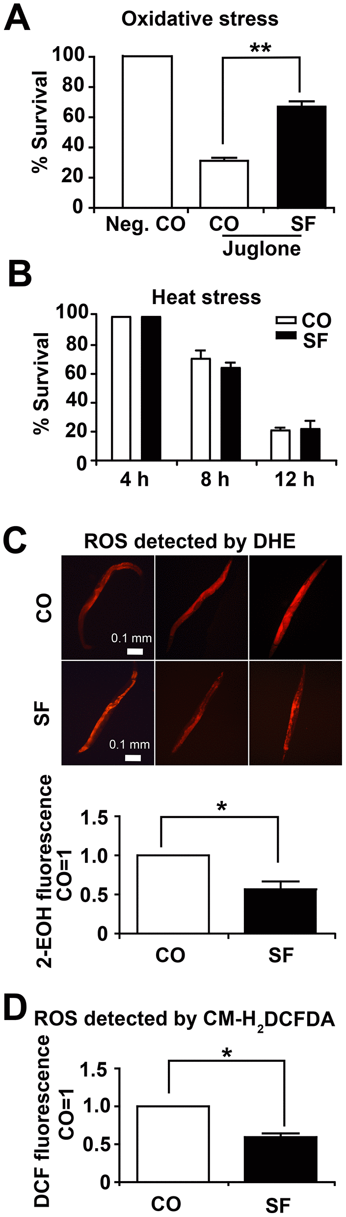 Sulforaphane increases stress resistance. (A) Approximately 100 N2 wild-type C. elegans L4 larvae per group were transferred to liquid NGM medium containing 120 μM juglone (Jug), either alone together with 100 μM sulforaphane (SF), whereas the negative control (Neg. CO) did not contain either. The worms were maintained at 20° C for 24 h, followed by counting the number of surviving worms, which was set as 100 in the negative control, and the percentage of surviving control and sulforaphane worms was calculated related to the negative control (% survival). (B) Approximately 100 wild-type C. elegans L4 larvae were transferred to NGM agar medium containing 100 μM sulforaphane (SF) or not (CO), followed by incubation at 35° C for 4 h, 8 h and 12 h, as indicated. Thereafter, the number of surviving worms was evaluated and is presented as the % survival. (C) Approximately 100 L4 C. elegans N2 wild-type larvae were grown in 100 μM sulforaphane (SF) or were left untreated (CO). Ten days later, 20 adult worms were selected, washed and incubated in 5 μM DHE in M9 buffer in the dark at 20° C for 1 h. After washing, the worms were mounted on a glass slide, paralyzed with a drop of 10 mM sodium azide, and the total fluorescence of each worm was analyzed by fluorescence microscopy, where that the intensity of fluorescence was dependent on intracellular oxidation of DHE by superoxide/ROS to form 2-hydroxyethidium (2-EOH). Representative images at 100× magnification are shown, and the scale bar indicates 0.1 mm. The fluorescence intensity was analyzed with ImageJ, and the fluorescence of the control was set as 1. (D) Fifty adult C. elegans N2 wild-type worms were treated and selected as described above. After washing, proteins were harvested, and 50 μl of protein lysate per group was incubated with a 20 μM concentration of the fluorescent dye CM-H2DCFDA for 30 min at 20° C in the dark. CM-H2CFDA is oxidized by superoxide/ROS into the fluorescent dye DCF, which was quantified through the use of a microplate reader with excitation at 485 nm and emission at 520 nm. The data are expressed as the mean ± SD. *P 