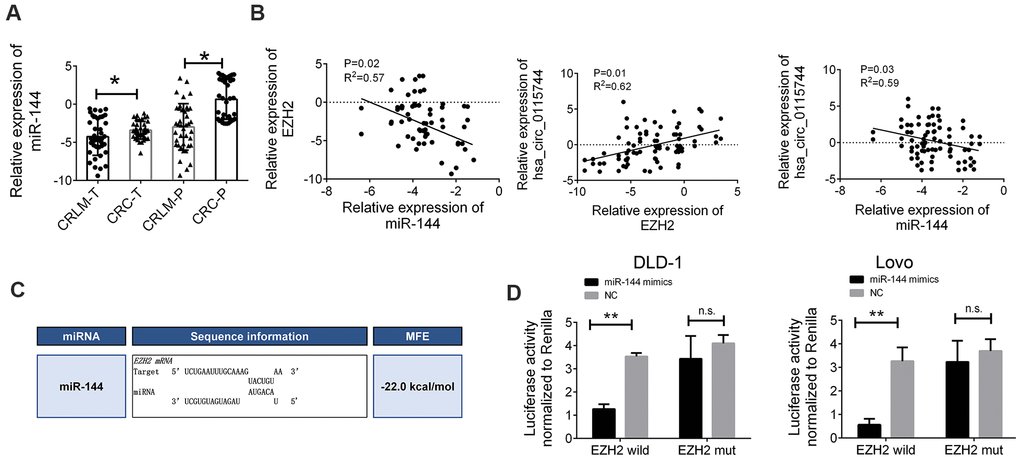 miR-144 directly targeted EZH2 (A) Relative expression of miR-144 in tissues samples of CRLM and CRC. (B) Pearson correlation analysis for circ