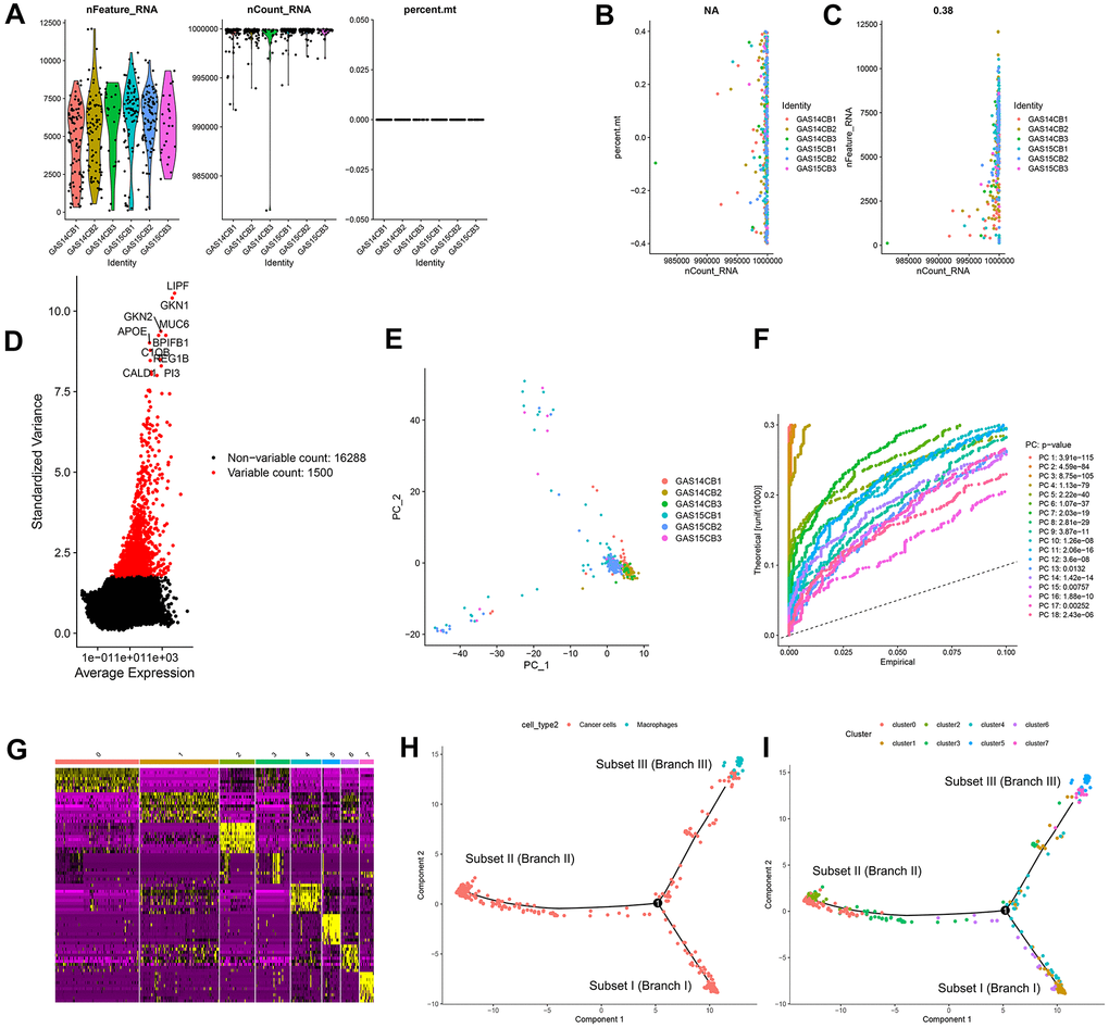 Quality control and normalization of scRNA-seq data, dimensionality reduction and cell trajectory analysis. (A) After quality control and normalization, 2 nonconforming cells were excluded, and 400 cells were screened for further analysis. (B) Correlation analysis between sequencing depth and mitochondrial gene sequences was detected. (C) Correlation analysis between sequencing depth and total intracellular sequences. (D) A total of 16,288 genes were analyzed, of which 14,788 had low intercellular variation and 1,500 had high variation. (E) PCA based on scRNA-seq data. (F) Eighteen PCs with significant differences were identified with P G) Four hundred GC cells were aggregated into 8 clusters and the top 10% of marker genes in each cluster are displayed on the heat map. (H, I) Pseudotime and trajectory analysis. PCA: principal component analysis, PCs: principal components, GC: gastric cancer.