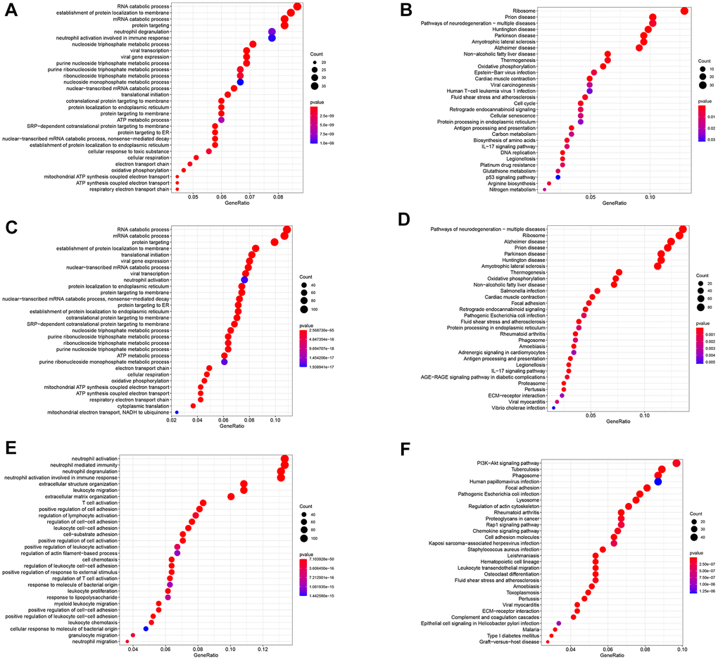 Functional analysis of three subsets based on GDRGs. (A) GO BP for subset I genes. (B) KEGG enrichment analysis for subset I genes. (C) GO BP for subset II genes. (D) KEGG enrichment analysis for subset II genes. (E) GO BP of subset III genes. (F) KEGG enrichment analysis of subset III genes. GDRG: gastric cancer differentiation-related gene, GO: Gene Ontology, BP: biological process, KEGG: Kyoto Encyclopedia of Genes and Genomes.